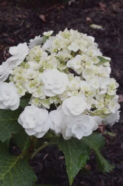 Double Delights Wedding Gown Lacecap Hydrangea - 3 Gallon Pot