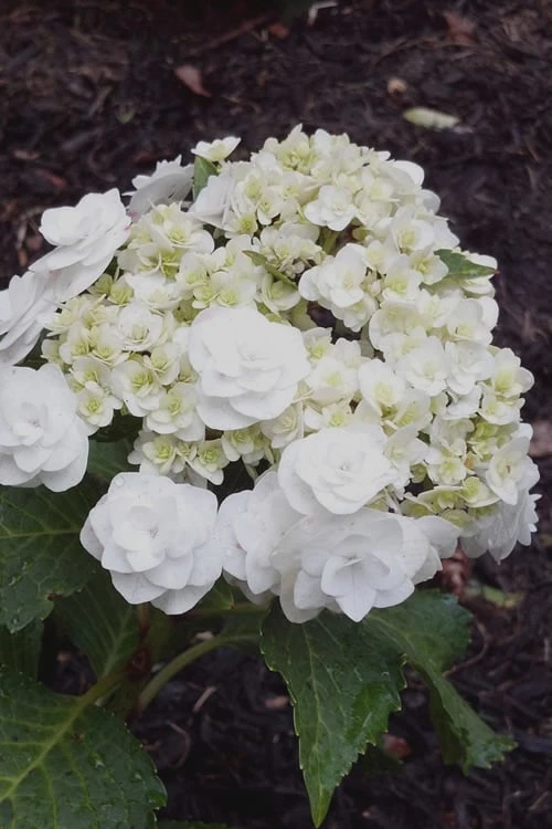 Double Delights Wedding Gown Lacecap Hydrangea - 3 Gallon Pot 1 Double Delights Wedding Gown Lacecap Hydrangea - 3 Gallon Pot