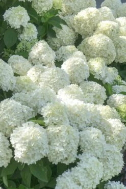 White Wedding Hydrangea - 2 Gallon Pot -Breeze Sprout Sales Hydrangea White Wedding 5 x750