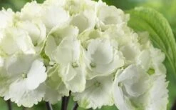 Zebra Hydrangea - 3 Gallon Pot -Breeze Sprout Sales Hydrangea Zebra 3
