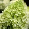 Limelight PeeGee Hydrangea - 1 Gallon Pot