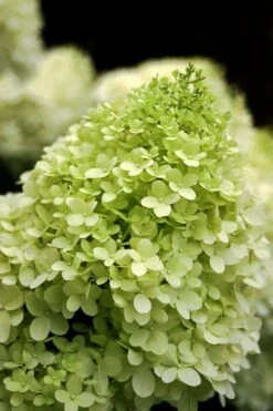 Limelight PeeGee Hydrangea - 2.5 Gallon Pot 12 Limelight PeeGee Hydrangea - 2.5 Gallon Pot -Breeze Sprout Sales Hydrangea limelightf BS 4