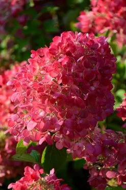 Diamond Rouge Hydrangea - 3 Gallon Pot -Breeze Sprout Sales Hydrangia Diamond Rouge 5