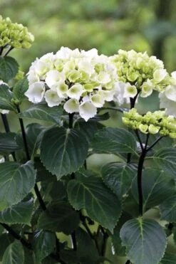 Zebra Hydrangea - 3 Gallon Pot -Breeze Sprout Sales Hydrangrea Zebra 11