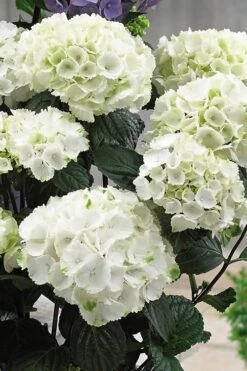 Zebra Hydrangea - 3 Gallon Pot -Breeze Sprout Sales Hydrangrea Zebra 12