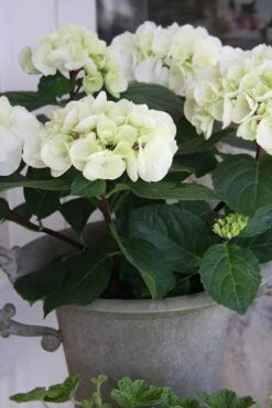 Zebra Hydrangea - 3 Gallon Pot -Breeze Sprout Sales Hydrangrea Zebra 14