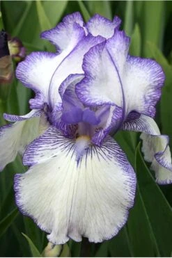 Hemstitched Reblooming Fragrant Bearded Iris- 1 Gallon Pot -Breeze Sprout Sales Iris Hemstitched 10