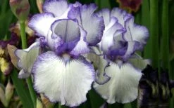 Hemstitched Reblooming Fragrant Bearded Iris- 1 Gallon Pot -Breeze Sprout Sales Iris Hemstitched 11