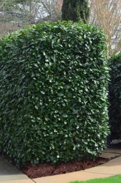 Schip Laurel (Prunus Laurocersasus 'Schipkaensis') - 6 Pack Of 1 Gallon Pots -Breeze Sprout Sales Laurel Schip 2