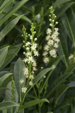 Schip Laurel (Prunus Laurocersasus 'Schipkaensis') - 6 Pack Of 1 Gallon Pots -Breeze Sprout Sales Laurel Schip 3