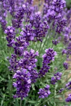 Hidcote Blue English Lavender - 1 Gallon Pot 9 Hidcote Blue English Lavender - 1 Gallon Pot -Breeze Sprout Sales Lavender Hidcote 2 2