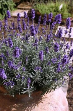 Hidcote Blue English Lavender - 6 Pack Of Pint Pots -Breeze Sprout Sales Lavender Hidcote 3
