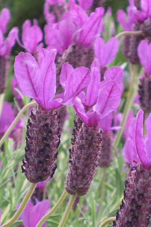 Otto Quast Spanish Lavender - 5 Pack Of Quart Pots 1 Otto Quast Spanish Lavender - 5 Pack Of Quart Pots