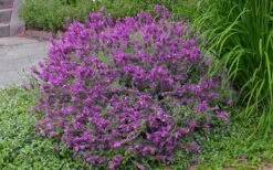 Otto Quast Spanish Lavender - 1 Gallon Pot 10 Otto Quast Spanish Lavender - 1 Gallon Pot -Breeze Sprout Sales Lavender Otto Quast 21 1
