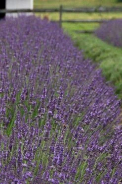 Phenomenal Lavender - 5 Pack Of Quart Pots -Breeze Sprout Sales Lavender Phenomenal 11 1