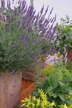 Phenomenal Lavender - 5 Pack Of Quart Pots -Breeze Sprout Sales Lavender Phenomenal 12 1