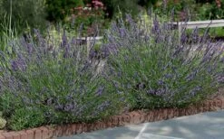 Phenomenal Lavender - 5 Pack Of Quart Pots -Breeze Sprout Sales Lavender Phenomenal 13 1