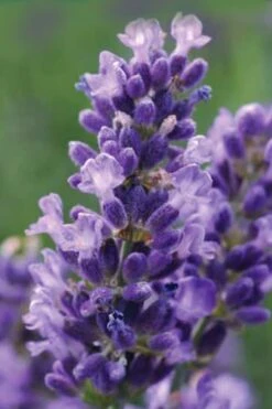 SuperBlue English Lavender - 1 Gallon Pot -Breeze Sprout Sales Lavender Super Blue 1