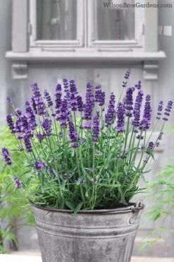 SuperBlue English Lavender - 1 Gallon Pot -Breeze Sprout Sales Lavender Superblue 12