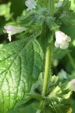 Lemon Balm Plant - 1 Gallon Pot 9 Lemon Balm Plant - 1 Gallon Pot -Breeze Sprout Sales Lemon Balm Plant 1