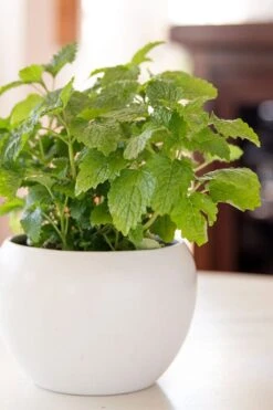 Lemon Balm Plant - 1 Gallon Pot 8 Lemon Balm Plant - 1 Gallon Pot -Breeze Sprout Sales Lemon Balm Plant 2