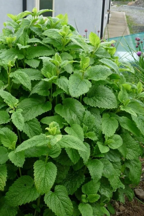 Lemon Balm Plant - 1 Gallon Pot 1 Lemon Balm Plant - 1 Gallon Pot