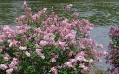 Bloomerang Pink Perfume Lilac - 3 Gallon Pot -Breeze Sprout Sales Lilac Bloomerang Pink Perfume Shrub