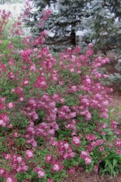 Red Pixie Lilac - Syringa Hybrid - 1 Gallon Pot -Breeze Sprout Sales Lilac Red Pixie 1
