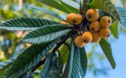 Loquat Tree - Eriobotrya Japonica - 3 Gallon Pot -Breeze Sprout Sales Loquat 12