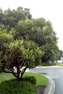 Loquat Tree - Eriobotrya Japonica - 3 Gallon Pot -Breeze Sprout Sales Loquat Tree 500x750 1