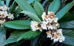 Loquat Tree - Eriobotrya Japonica - 3 Gallon Pot -Breeze Sprout Sales Loquat Tree Flowers
