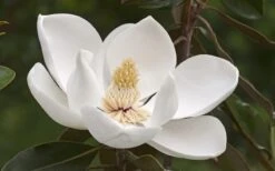 Alta Southern Magnolia - 7 Gallon Pot (3-4') -Breeze Sprout Sales Magnolia Alta 2