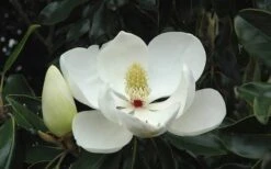 Kay Parris Southern Magnolia - 7 Gallon Pot (3-4') 16 Kay Parris Southern Magnolia - 7 Gallon Pot (3-4') -Breeze Sprout Sales Magnolia Little Gem Bloom 2