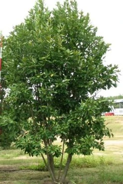 Moonglow Sweetbay Magnolia Tree (Magnolia Virginiana 'Jim Wilson') - 3 Gallon Pot -Breeze Sprout Sales Magnolia Moonglow Sweetbay 6 1