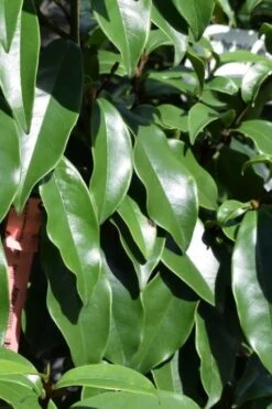 Stellar Ruby Magnolia Single Trunk Tree (Banana Shrub Hybrid) - 7 Gallon Pot (3-4') -Breeze Sprout Sales Magnolia Stellar Ruby 2