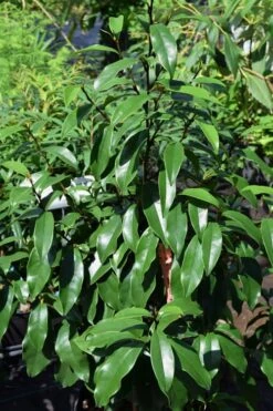 Stellar Ruby Magnolia Single Trunk Tree (Banana Shrub Hybrid) - 7 Gallon Pot (4-5') -Breeze Sprout Sales Magnolia Stellar Ruby 3 1