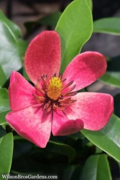 Stellar Ruby Magnolia Single Trunk Tree (Banana Shrub Hybrid) - 7 Gallon Pot (4-5') -Breeze Sprout Sales Magnolia Stellar Ruby 5 1