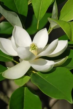 Sweetbay Magnolia - 7 Gallon Pot (5-6') -Breeze Sprout Sales Magnolia Sweet Bay 10