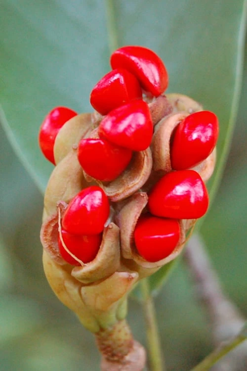 Silver Mist Sweetbay Magnolia - 3 Gallon Pot 7 Silver Mist Sweetbay Magnolia - 3 Gallon Pot - Image 7