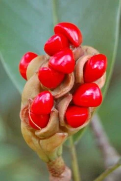 Sweetbay Magnolia - 7 Gallon Pot (5-6') -Breeze Sprout Sales Magnolia Sweet Bay 14