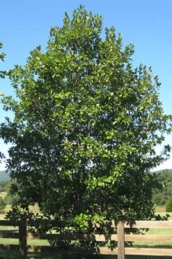 Southern Sweet Bay Swamp Magnolia (M.v. Australis) - 7 Gallon Pot (6-7') -Breeze Sprout Sales Magnolia Sweet Bay 17 1