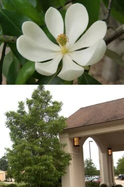 Southern Sweet Bay Swamp Magnolia (M.v. Australis) - 7 Gallon Pot (6-7') -Breeze Sprout Sales Magnolia Sweetbay 2 500x750 2