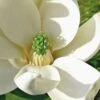 Moonglow Sweetbay Magnolia Tree (Magnolia Virginiana 'Jim Wilson') - 7 Gallon Pot (4-5')