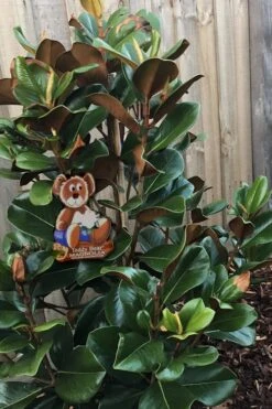 Teddy Bear Dwarf Southern Magnolia - 3 Gallon Pot -Breeze Sprout Sales Magnolia Teddy Bear 4