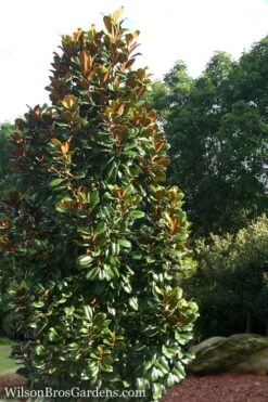 Teddy Bear Dwarf Southern Magnolia - 7 Gallon Pot (3-4') 10 Teddy Bear Dwarf Southern Magnolia - 7 Gallon Pot (3-4') -Breeze Sprout Sales Magnolia Teddy Bear 5 1