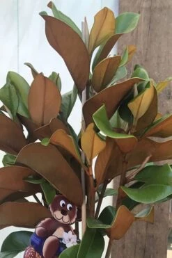 Teddy Bear Dwarf Southern Magnolia - 7 Gallon Pot (3-4') 12 Teddy Bear Dwarf Southern Magnolia - 7 Gallon Pot (3-4') -Breeze Sprout Sales Magnolia Teddy Bear 6 1