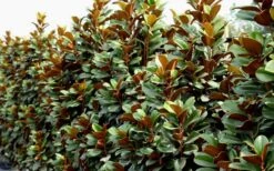 Teddy Bear Dwarf Southern Magnolia - 7 Gallon Pot (3-4') 15 Teddy Bear Dwarf Southern Magnolia - 7 Gallon Pot (3-4') -Breeze Sprout Sales Magnolia Teddy Bear 8 1