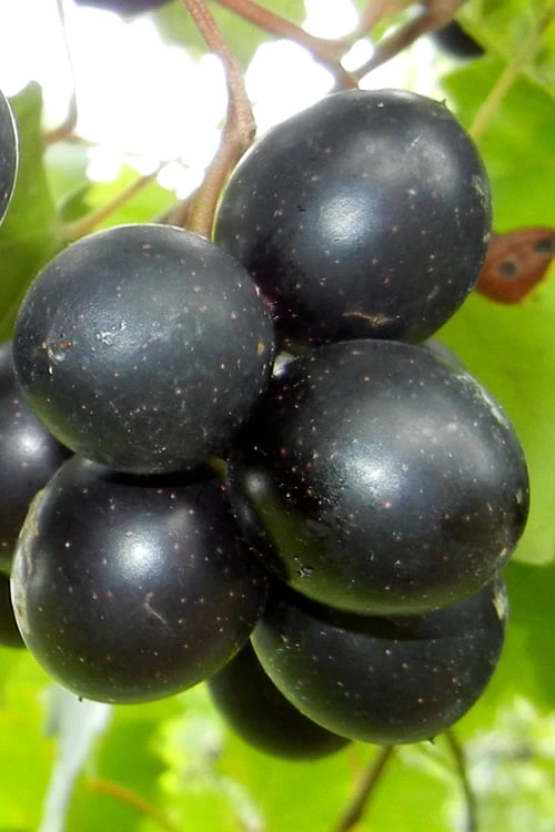 Cowart Black Muscadine Grape Vine - 6 Pack Of 1 Gallon Pots 1 Cowart Black Muscadine Grape Vine - 6 Pack Of 1 Gallon Pots