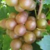 Fry Bronze Muscadine Grape Vine - 1 Gallon Pot