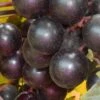 Nesbitt Muscadine Grape Vine - 1 Gallon Pot